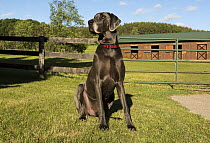 Great Dane (Canis familiaris) male, North America