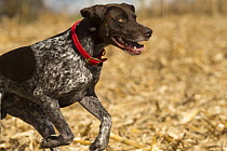 German Shorthaired Pointer (Canis familiaris) running, North America