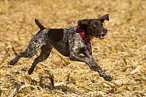 German Shorthaired Pointer (Canis familiaris) running, North America