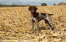 German Shorthaired Pointer (Canis familiaris), North America