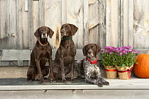 German Shorthaired Pointer (Canis familiaris) trio, North America