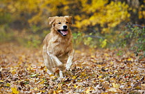 Golden Retriever (Canis familiaris) running, North America