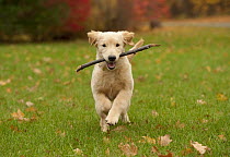 Golden Retriever (Canis familiaris) female puppy playing with stick, North America