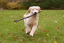 Golden Retriever (Canis familiaris) female puppy playing with stick, North America