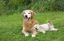 Golden Retriever (Canis familiaris) parent with puppy, North America