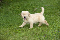 Golden Retriever (Canis familiaris) puppy, North America