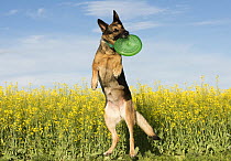 German Shepherd (Canis familiaris) playing with frisbee, North America