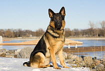 German Shepherd (Canis familiaris) in winter, North America