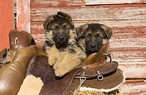 German Shepherd (Canis familiaris) puppies, North America