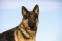German Shepherd (Canis familiaris) male, North America