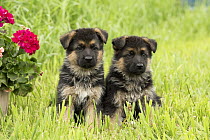 German Shepherd (Canis familiaris) puppies, North America