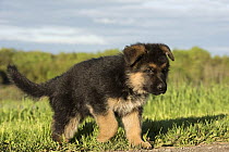 German Shepherd (Canis familiaris) puppy, North America