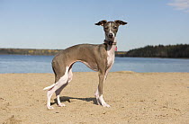 Italian Greyhound (Canis familiaris) female, North America