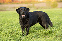 Black Labrador Retriever (Canis familiaris), North America