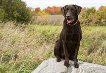 Chocolate Labrador Retriever (Canis familiaris), North America