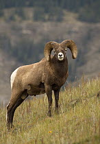 Bighorn Sheep (Ovis canadensis) ram, North America