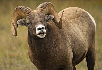 Bighorn Sheep (Ovis canadensis) ram, North America