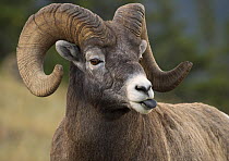 Bighorn Sheep (Ovis canadensis) ram sticking out tongue, North America
