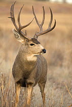 Mule Deer (Odocoileus hemionus)buck, North America