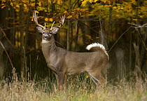 White-tailed Deer (Odocoileus virginianus) buck in defensive posture, North America