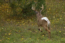 White-tailed Deer (Odocoileus virginianus) buck running, North America
