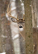 White-tailed Deer (Odocoileus virginianus) buck in snowfall, North America