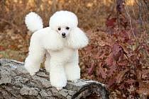 Toy Poodle (Canis familiaris), North America
