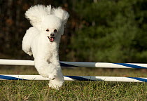 Toy Poodle (Canis familiaris) jumping, North America