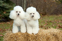 Toy Poodle (Canis familiaris) pair, North America