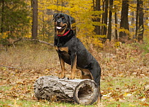 Rottweiler (Canis familiaris), North America