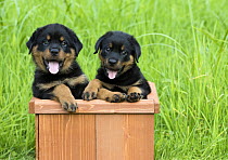 Rottweiler (Canis familiaris) puppies, North America