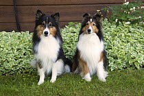 Shetland Sheepdog (Canis familiaris) pair, North America