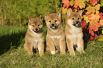 Shiba Inu (Canis familiaris) puppies, North America