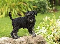 Miniature Schnauzer (Canis familiaris) puppy, North America