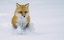 Red Fox (Vulpes vulpes) hunting in winter, North America