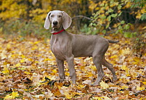 Weimaraner (Canis familiaris) puppy, North America