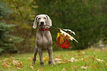 Weimaraner (Canis familiaris) puppy playing with stick, North America