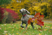 Weimaraner (Canis familiaris) puppy playing with stick, North America