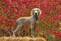 Weimaraner (Canis familiaris) puppy, North America