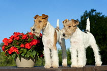Wire-haired Fox Terrier (Canis familiaris) parent with puppy, North America