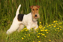 Wire-haired Fox Terrier (Canis familiaris), North America