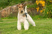 Wire-haired Fox Terrier (Canis familiaris), North America