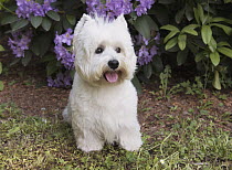 West Highland White Terrier (Canis familiaris), North America