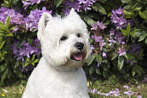 West Highland White Terrier (Canis familiaris), North America