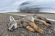 South American Gray Fox (Lycalopex griseus) roadkill, Peninsula Valdez, Argentina