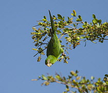 Cuban Parakeet (Aratinga euops) feeding, Zapata Peninsula, Cuba