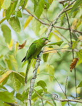 Cuban Parakeet (Aratinga euops), Zapata Peninsula, Cuba
