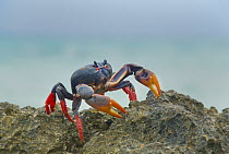Purple Land Crab (Gecarcinus ruricola), Zapata Peninsula, Cuba