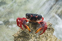Purple Land Crab (Gecarcinus ruricola) in intertidal zone, Zapata Peninsula, Cuba