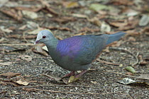 Grey-headed Quail-Dove (Geotrygon caniceps), Zapata Peninsula, Cuba
